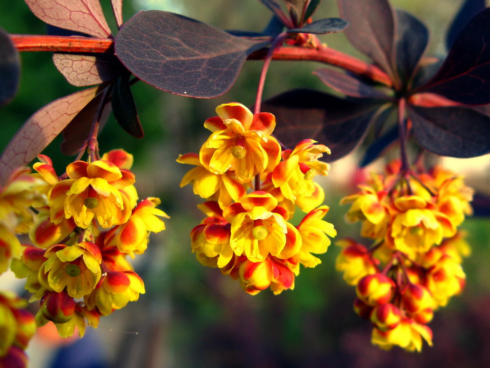 Berberis Thunbergii